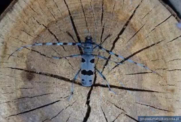 Nadobnica alpejska (Rosalia alpina) Fot. WWF