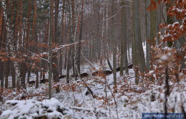 Fot. Ewa Wydrzyńska-Scelina i Marcin Scelina (Nadl. Baligród)