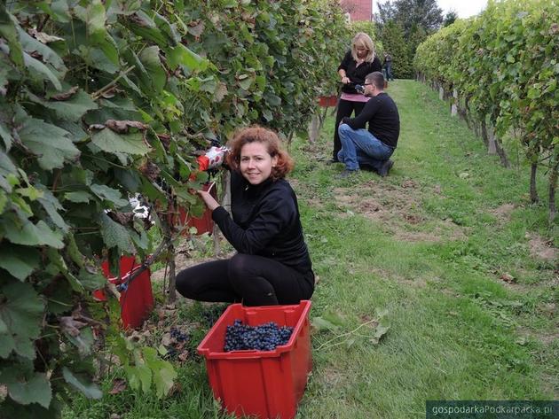 Winobranie w Podkarpackiej Akademii Wina 