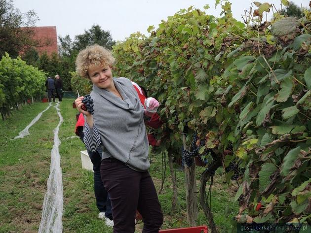 Winobranie w Podkarpackiej Akademii Wina 