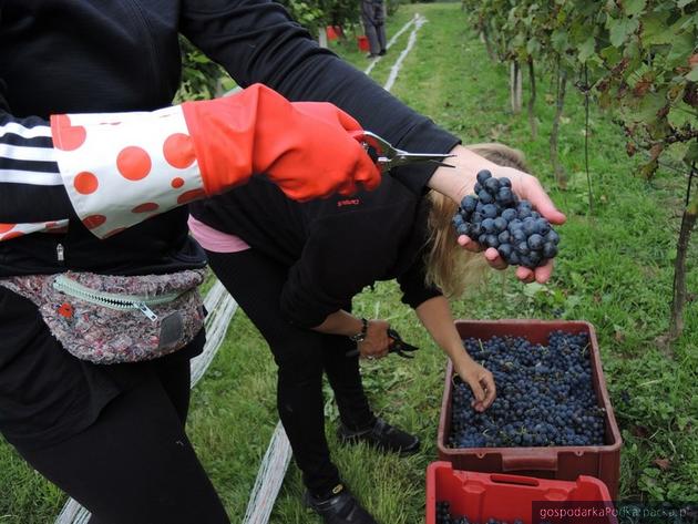 Winobranie w Podkarpackiej Akademii Wina 