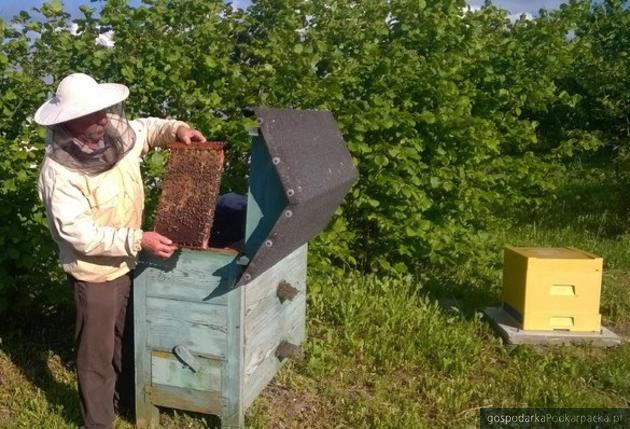 Nestlé kupiło ule podkarpackim sadownikom