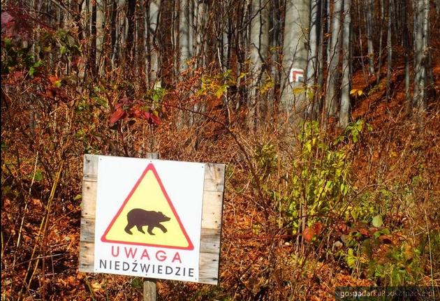 Ostrzeżenie ustawione przez leśników. Fot. RDPL w Krośnie