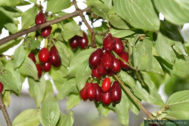 Dereń i jego przetwory z Arboretum w Bolestraszycach