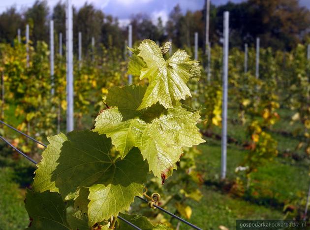 Winnica Dwie Granice (Przysieki, Bączal Górny)