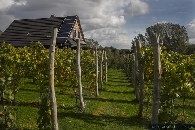 Winnica Dwie Granice (Przysieki, Bączal Górny)