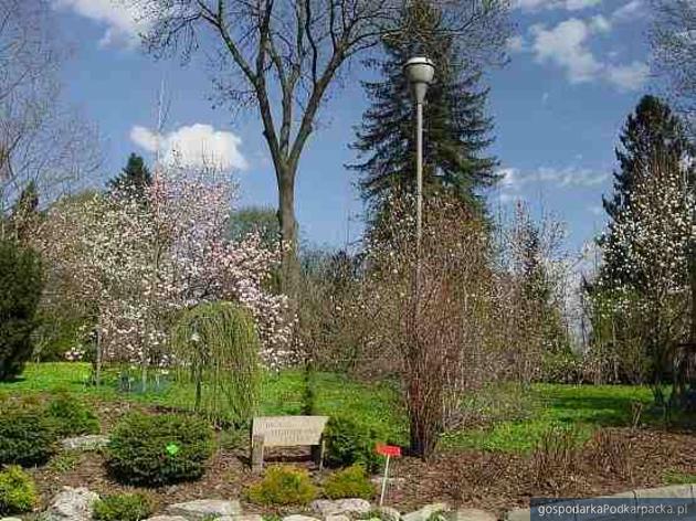 Arboretum w Bolestraszycach przebuduje alejki i zainstaluje monitoring