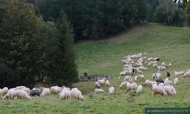  Bioróżnorodność beskidzkich łąk i pastwisk a ich możliwości produkcyjne