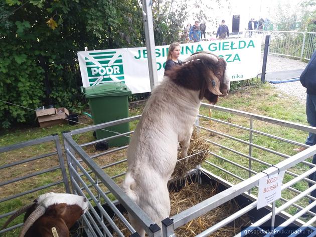 W Boguchwale trwa wystawa wystawa zwierząt i Giełda Ogrodnicza