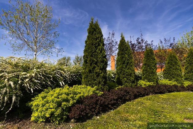 Ogród kieszonkowy, który będzie sąsiadował z nowym parkiem Fot. Grzegorz Bukała/Urząd Miasta Rzeszowa