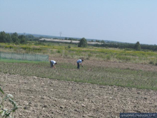 Inwestycja w ziemię gwarantuje zarobek