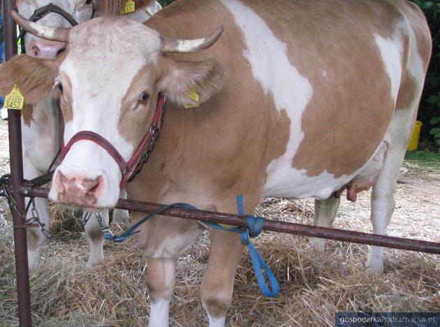 Ceny skupu świń i bydła na Podkarpaciu – 22 maja 2014